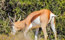 Springbok