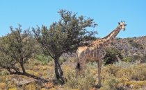 Giraffe