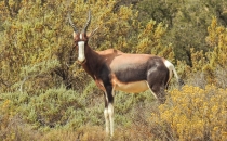 Bontebok