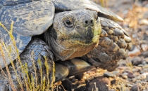 Tortoise