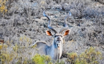 Kudu
