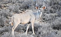 Kudu