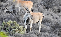 Eland