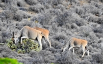 Eland