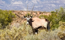 Gemsbok (Oryx)