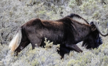 Blackwildebeest