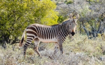 Zebra
